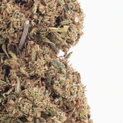 Jealousy 20% CBD — Flor de Tomate Seca