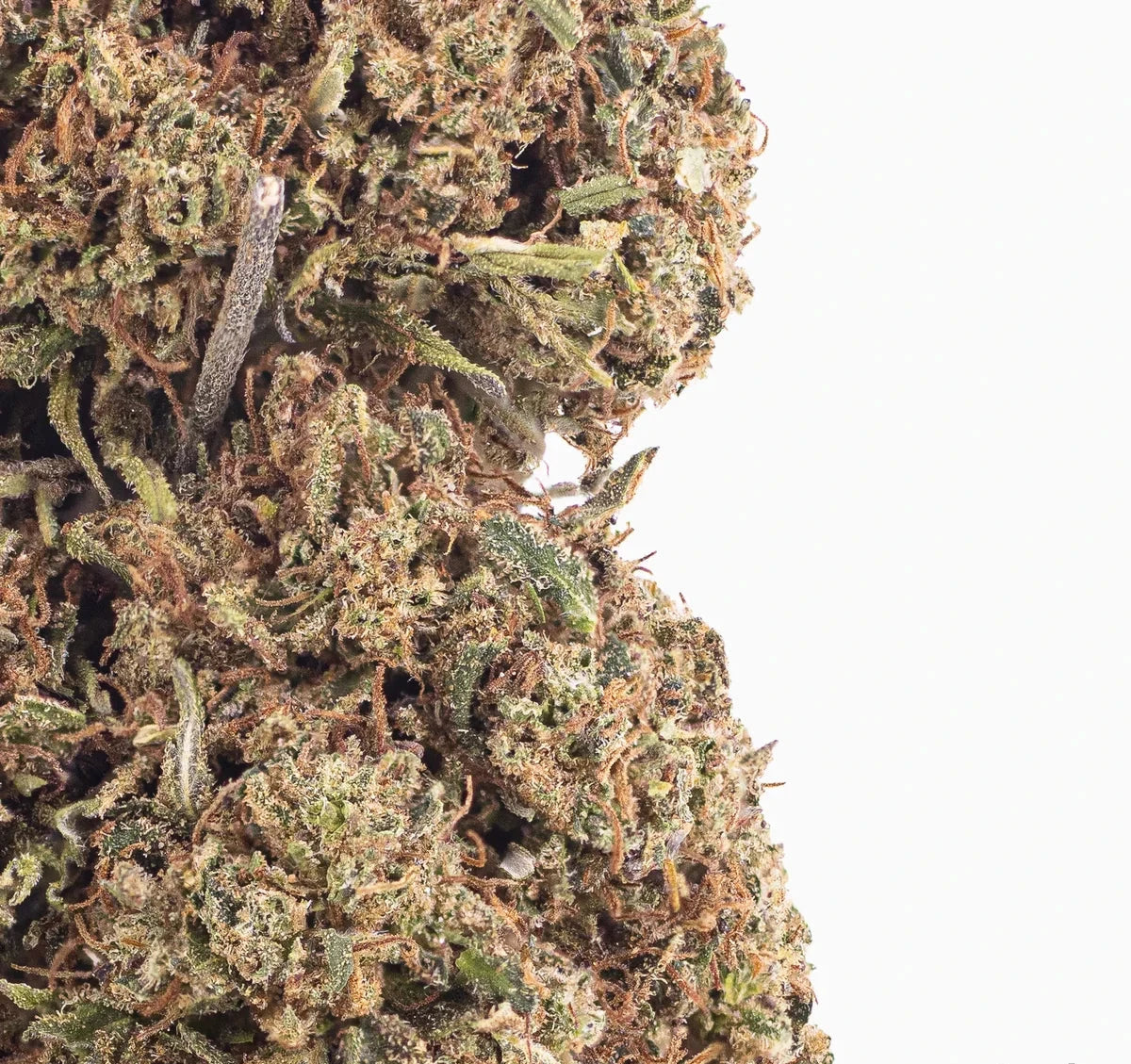 Jealousy 20% CBD — Flor de Tomate Seca
