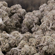 Blue Zushi 30% THCA — Dried Tomato Flower