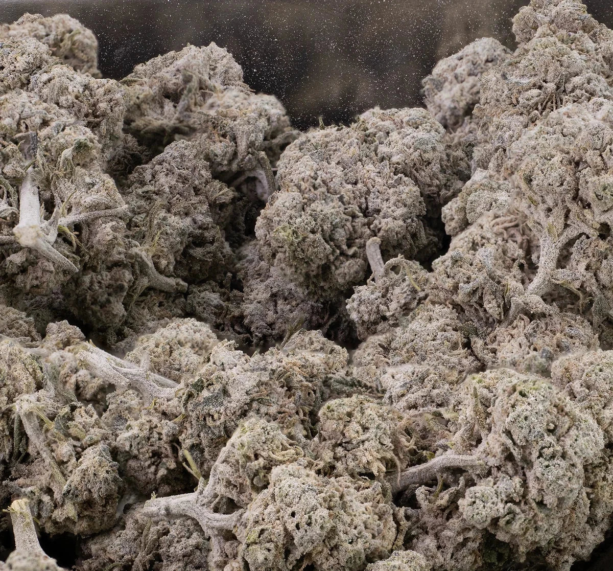 Blue Zushi 30% THCA — Dried Tomato Flower