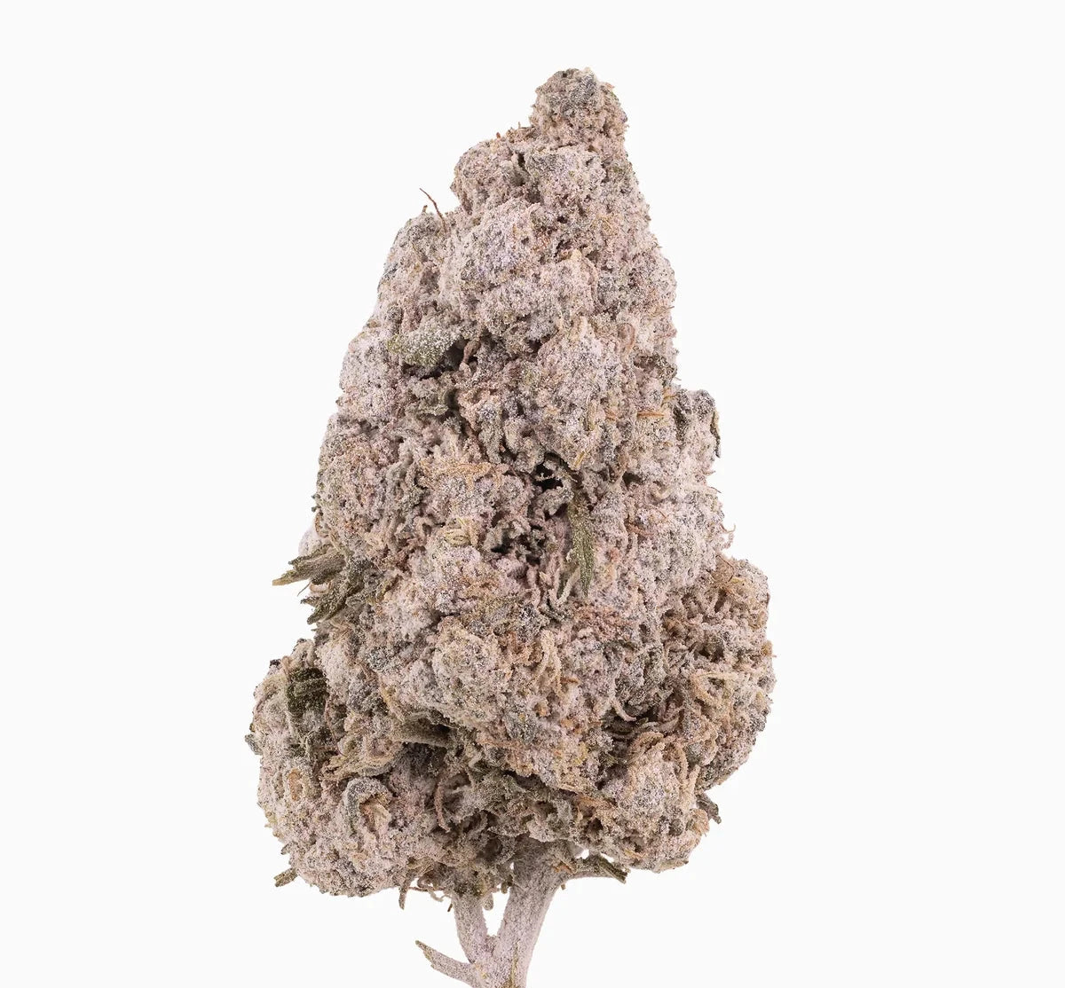 Gelato 28% THCA — Flor de Tomate Seca