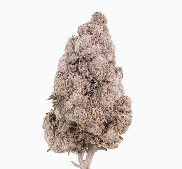 Gelato 28% THCA — Flor de Tomate Seca