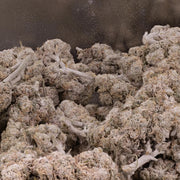 Gelato 28% THCA — Flor de Tomate Seca