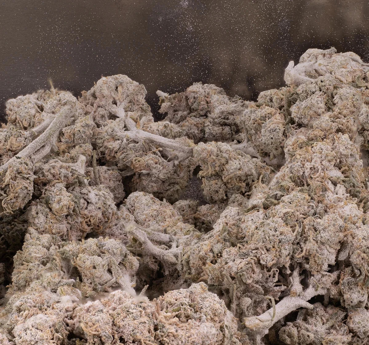 Gelato 28% THCA — Flor de Tomate Seca